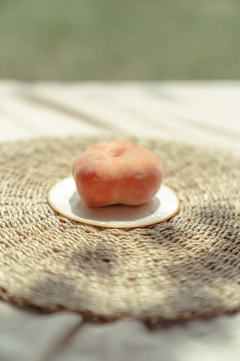 shell coaster